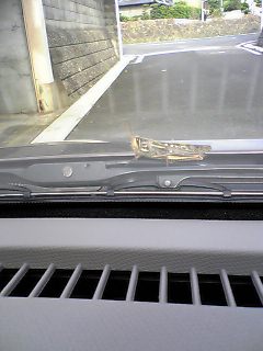 頑張り屋さんなバッタ